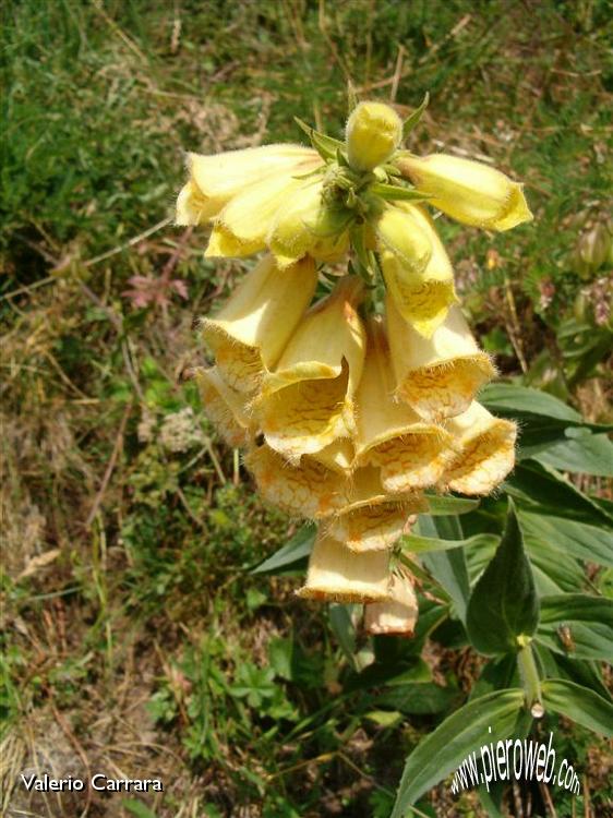 Tanti altri fiori sempre nella conca dei Campelli (13).jpg